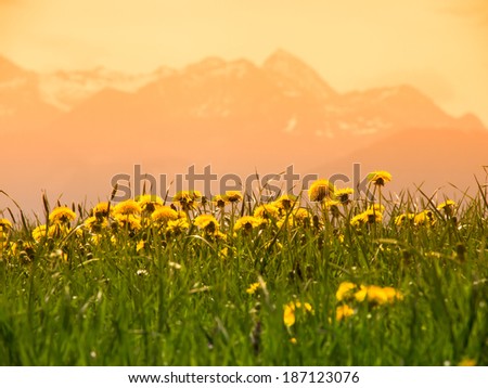 mountain wendelstein (38) and dandelion meadow, focus is on the dandelions
