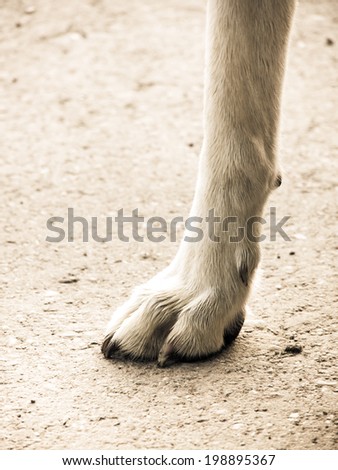 dog foot (2)