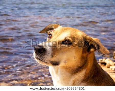 dog portrait dog at the sea