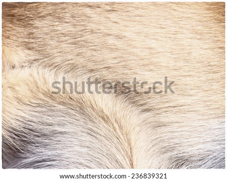 dog fur background