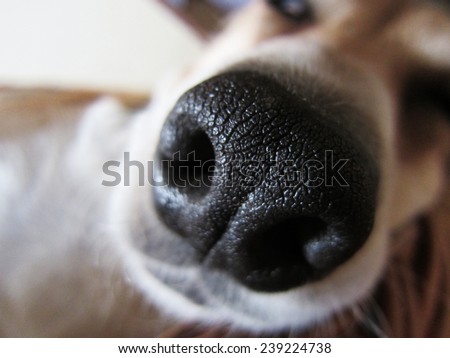 dog nose, close-up, front view
