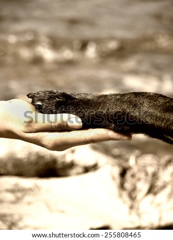 paw in hand, human hand and dog paw