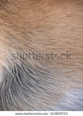 dog fur background
