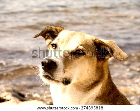 dog portrait, dog at the sea