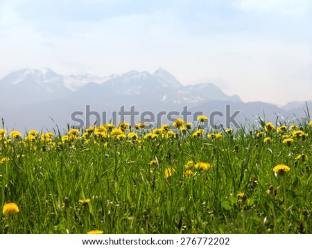 mountain wendelstein and dandelion meadow, focus is on the dandelions