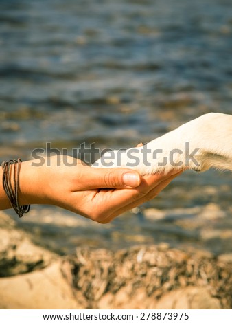 paw in hand , human hand and dog paw