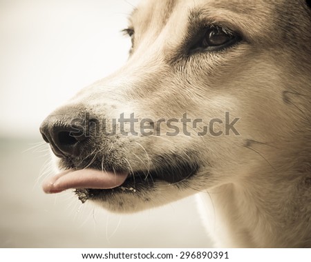 dog face close-up, is showing the tongue
