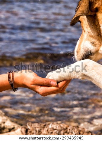 paw in hand, human hand and dog paw