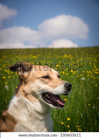 dog in flower meadow
