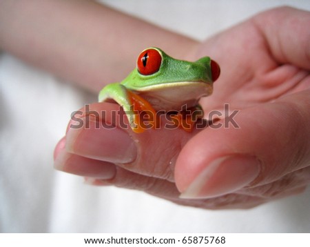 red-eyed tree frog 27