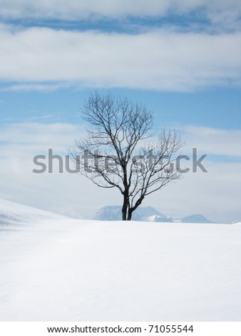 tree in the winter season in the mountains and snow 1