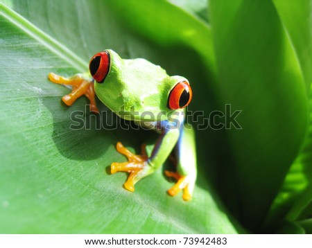 red-eyed tree frog 53