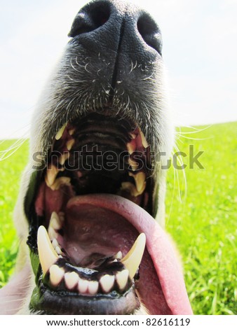 dog with open mouth, is showing his teeth 1