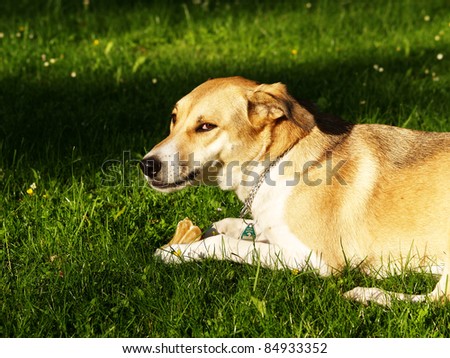 dog in the meadow with chew bone