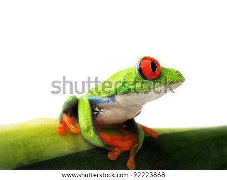red-eyed tree frog 107, Agalychnis callidryas a red eyed tree frog is sitting on a green sansevieria leaf with white background