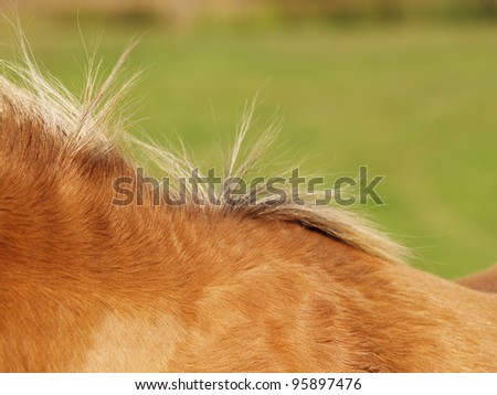 horse detail 46, mane and fur, side view