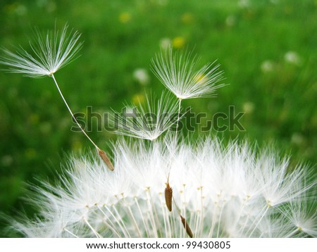 dandelion seeds, makro of dandelion seeds, with green background (34)