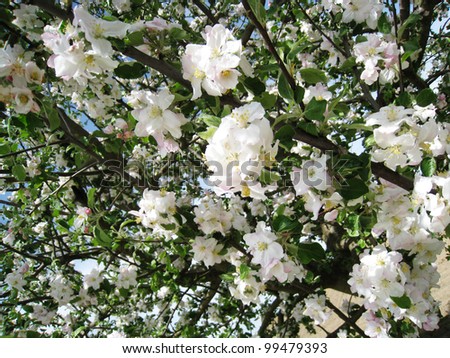 Apple blossom, flowering apple tree (7)