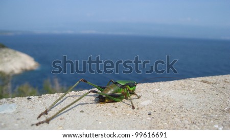 Green Grasshopper on stone wall by the sea 1, focus is on the middle of the body, format 16;9, coast and mediterranean sea in background
