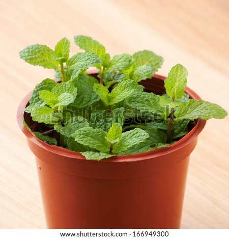 mint plant in a plant pot
