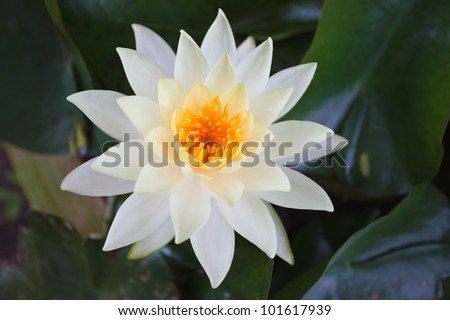 lotus flower blossom in the pool