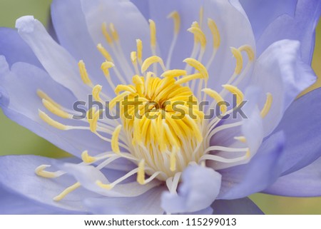 Yellow pollen in violet lotus
