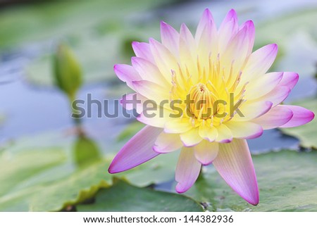 Pink and yellow lotus flower