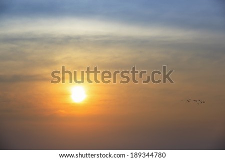 silhouette of bird flying at sunset