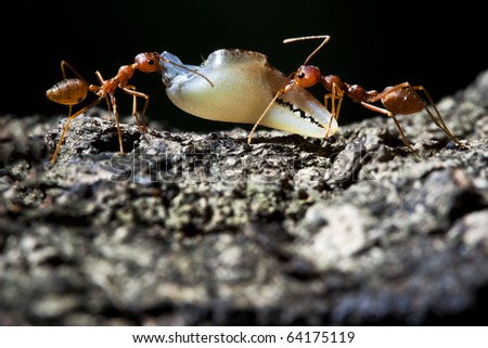 Ant\'s teamwork