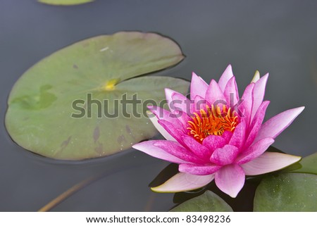 purple water lilly and leave