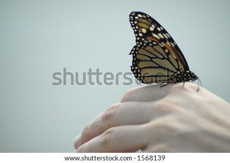 A monarch butterfly about to launch into flight from an outstretched hand.