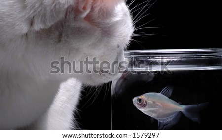 A white cat peers into a fish bowl in order to watch a swimming fish.
