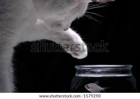 A white cat reaches a paw into a fish bowl to try and catch a fish.