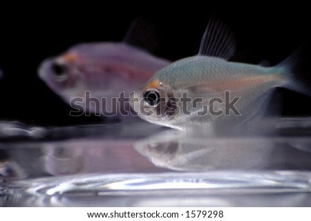 Two fruit tetras swim near the bottom of the fish bowl. The blue fish in the foreground is in focus, while the pink one in the background is out of focus.