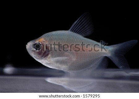 Fruit Tetra Fish