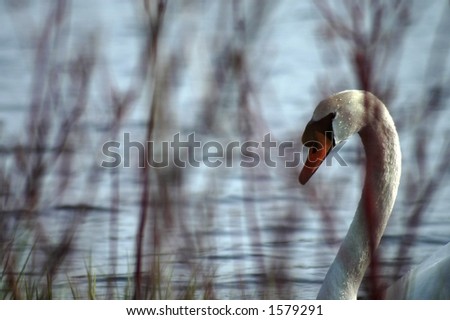 A swan\'s head is visible behind a curtain of red branches.