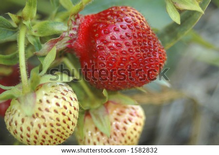 Two unripe and one ripe strawberry on a strawberry plant.