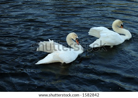 Two swans with necks bowed. One swan is chasing the other.
