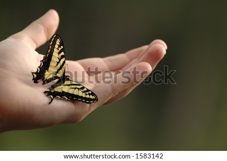 An Eastern tiger swallowtail butterfly on an outstretched hand.