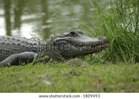 An alligator resting at the water\'s edge.