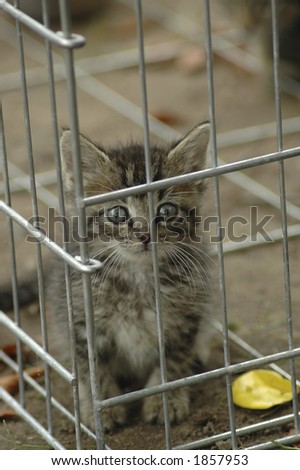 A humane society kitten peering out of a kennel.