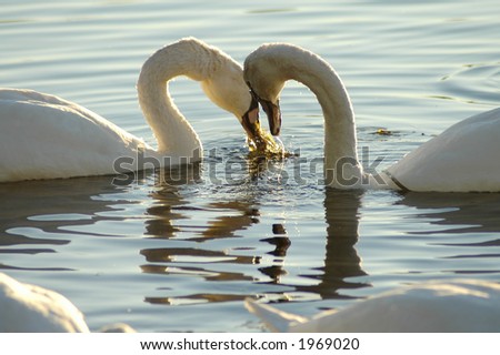 Two swans butting heads.