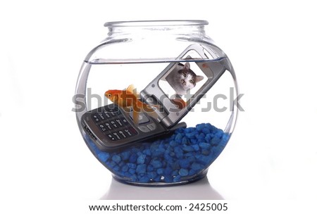 goldfish bowl and cat. stock photo : A goldfish in a