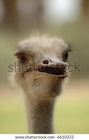 An open-mouthed ostrich stares at the camera. The ostrich appears to be speaking.