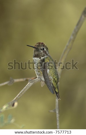 A humming bird perched on a tree branch. Most likely Anna's hummingbird.