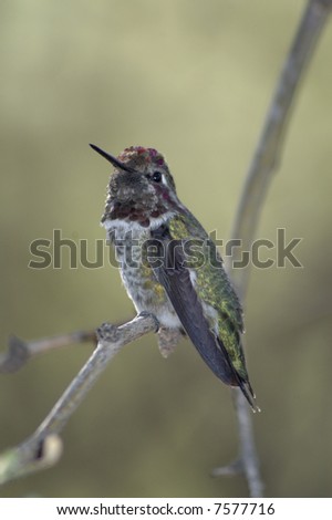 A humming bird perched on a tree branch. Most likely Anna\'s hummingbird.