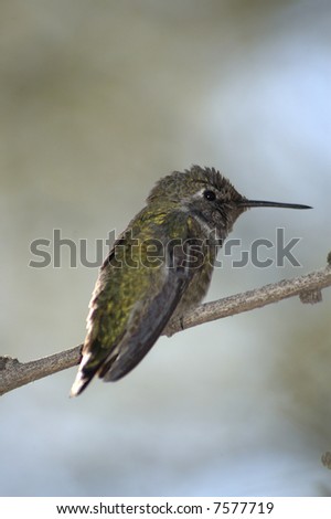 A humming bird perched on a tree branch. Most likely Anna\'s hummingbird.