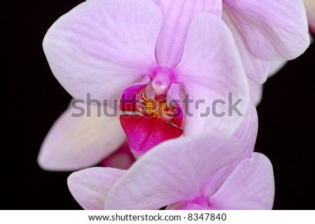 A beautiful pink and purple orchid against a black background.