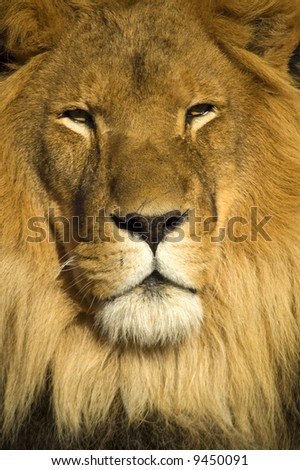 A closeup portrait of a beautiful African lion. The lion\'s face fills the frame.