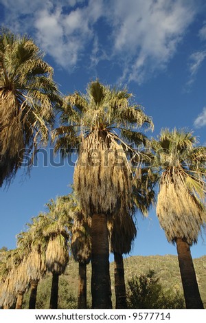 A row of palm trees form a diagonal against a blue sky marbled with clouds.